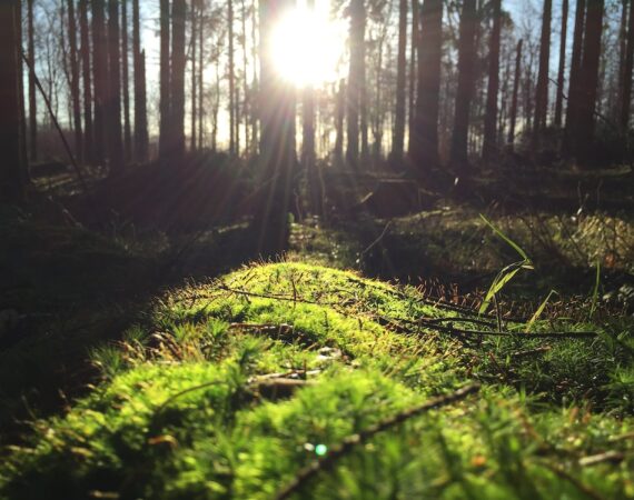 photo 1450566841345 741bf07d3278