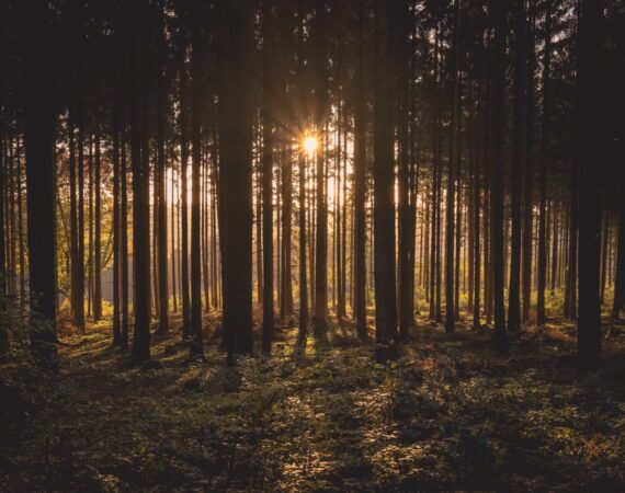 photo 1477862096227 3a1bb3b08330