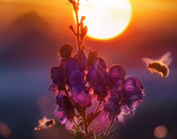 photo 1504257373399 12c79acab9e6