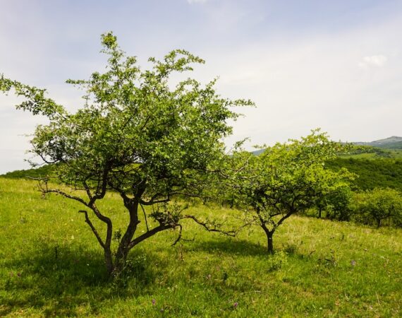 photo 1593766133245 95afc521d5d3