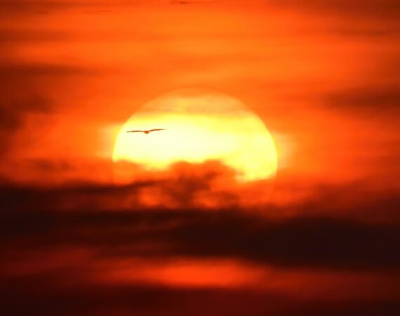 photo 1601353565893 4164f0a307b5