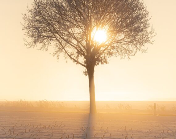 太陽能環保對減少碳排放的重要性與效果 5 photo 1612166696443 2e27a80ed5b5