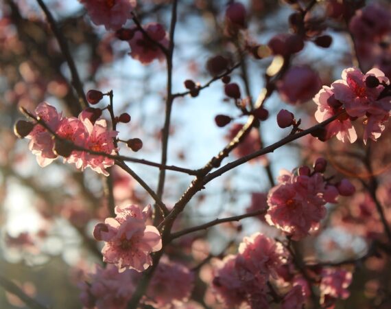 photo 1655085432872 e0a416198754