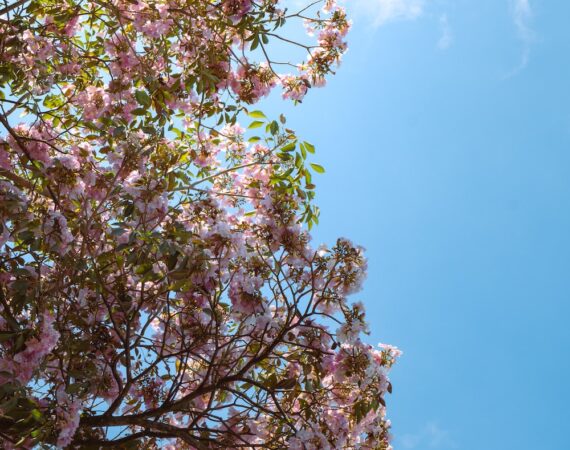 photo 1680458841601 0c3a26f78a41