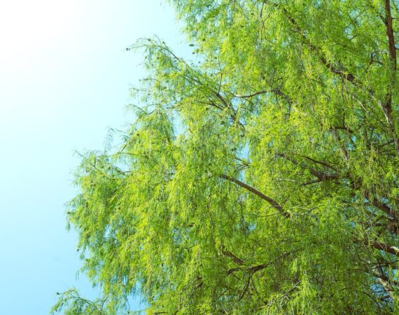 photo 1680458841853 0b39084067ee