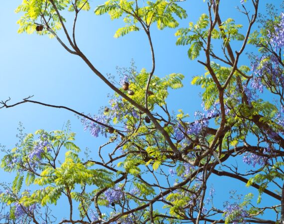 可再生能源:太陽能的環境效益 1 photo 1680458842007 c97ae091a18a