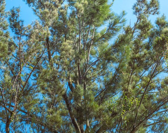 photo 1680458842693 9b40d42e3632