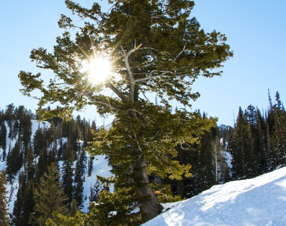 photo 1429033228740 8baf30a10243