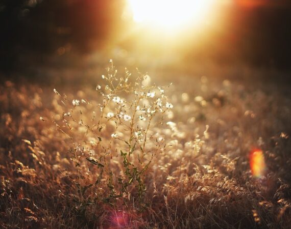 photo 1618679788569 9bf5da45e19e