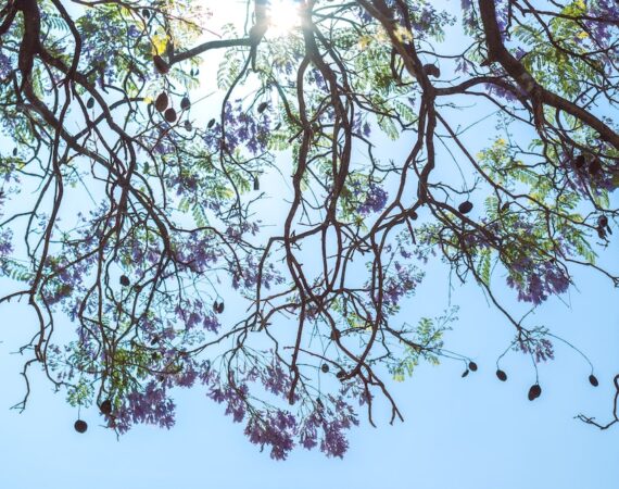 太陽能市場波動對風險投資者的影響 1 photo 1680458842540 b320ff0d0684