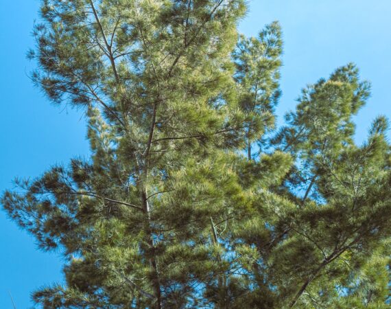 太陽能環保解決方案:打造綠色能源的重要一步 1 photo 1680458842662 9239e74fee5d