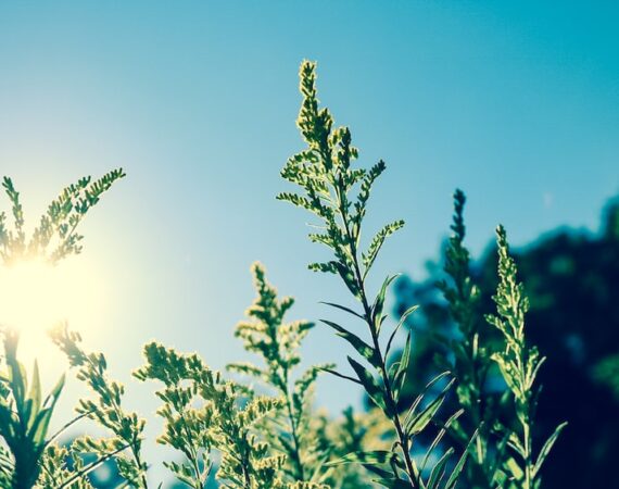 太陽能熱能利用在工業領域的應用案例分析 2 photo 1474174444668 bfc40156c277