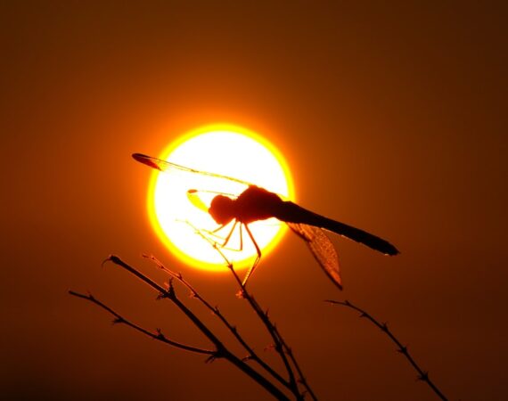 太陽能綠色投資的未來趨勢:能源革命的重要一環 2 photo 1601642354452 e69d78a0b8f2