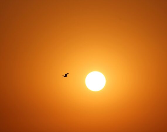 photo 1612454832551 d2c9efd55a43