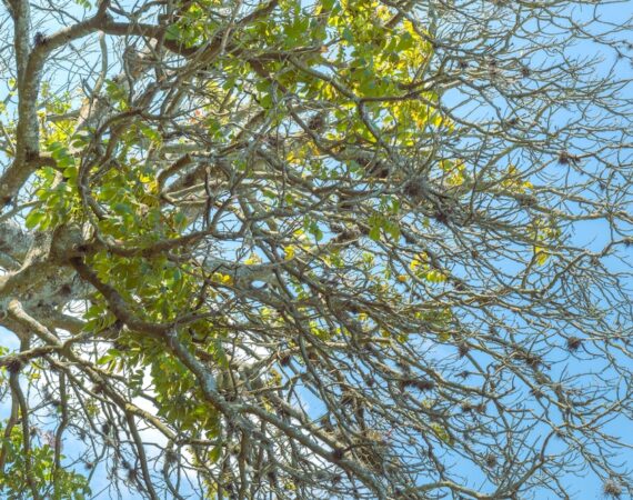 photo 1680458841490 61ccd823fcc8