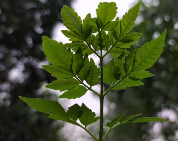 photo 1625490237484 a88be8188342