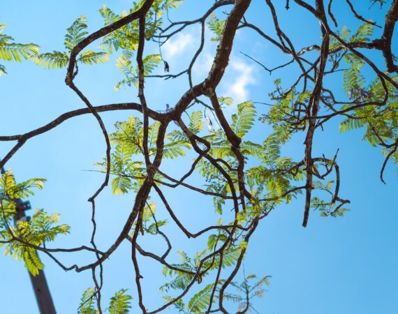 photo 1680458842251 740f9acaf1c8