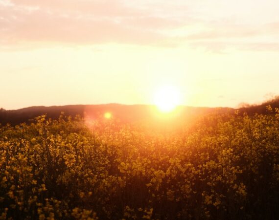 太陽能發電市場風險分析與趨勢預測 6 photo 1620018010207 49e7c4530d71