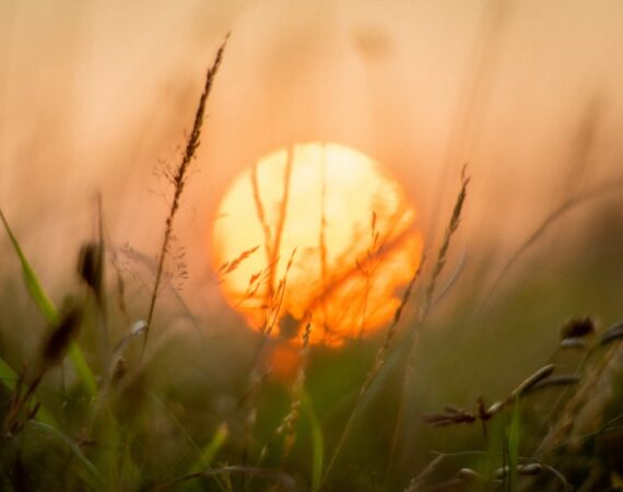 photo 1567866885012 3c7171d2c5ac